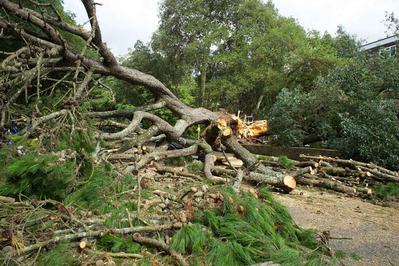 Best Large Tree Removal  in June Park, FL